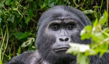 Екскурзия в УГАНДА -  Най-доброто класическо сафари и  среща с дивите горили!