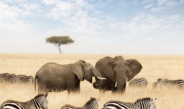 Екскурзия в КЕНИЯ - класическо сафари и почивка на Диани бийч