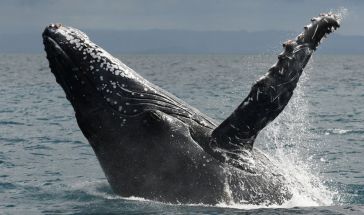 ПОЧИВКА в МАДАГАСКАР - остров Сент Мари - тропически рай и девствени плажове!