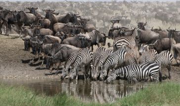 Екскурзия до ТАНЗАНИЯ със ЗАНЗИБАР: несравним сафари спектакъл и прекрасна почивка - с водач от България!