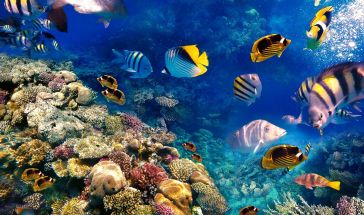 Почивка в ЕГИПЕТ - ШАРМ ЕЛ ШЕЙХ - Специална ваканционна програма за всички възрасти!