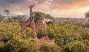 Кения – От саваната до океана - сафари приключение и релакс на брега на Индийския океан